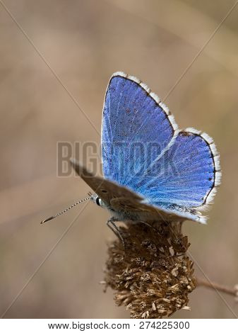 The Adonis Blue (polyommatus Bellargus) Butterfly In The Family Lycaenidae Sitting On A Plant