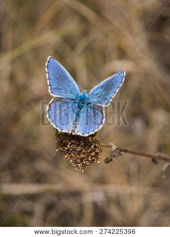 The Adonis Blue (polyommatus Bellargus) Butterfly In The Family Lycaenidae Sitting On A Plant