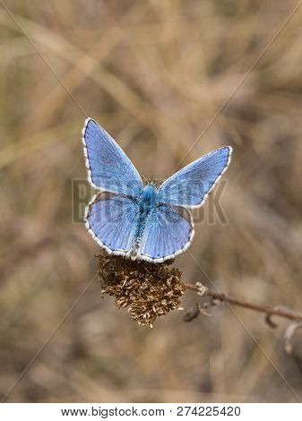 The Adonis Blue (polyommatus Bellargus) Butterfly In The Family Lycaenidae Sitting On A Plant