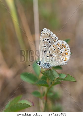 The Adonis Blue (polyommatus Bellargus) Butterfly In The Family Lycaenidae Sitting On A Plant
