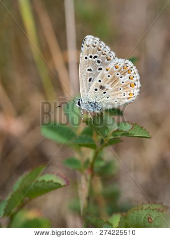 The Adonis Blue (polyommatus Bellargus) Butterfly In The Family Lycaenidae Sitting On A Plant