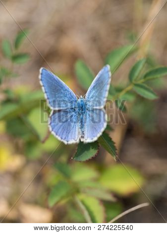 The Adonis Blue (polyommatus Bellargus) Butterfly In The Family Lycaenidae Sitting On A Plant