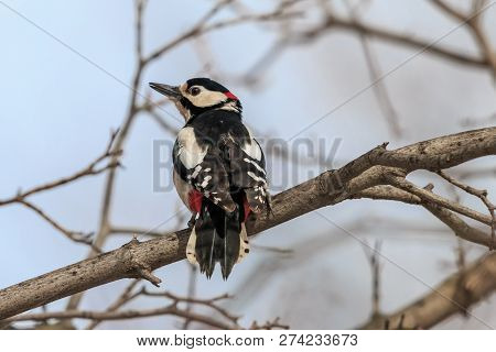 Great Spotted Woodpecker Perching On Tree Branch Against Blue Sky. Male Woodpecker (dendrocopos Majo