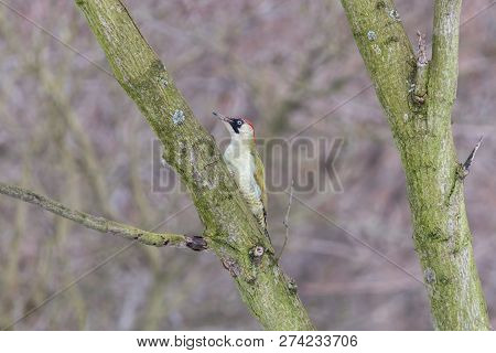 Green Woodpecker Is Inconspicuous On Mossy Tree Trunk. European Green Woodpecker (picus Viridis), Fe