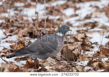 Wood pigeon looking for food on the ground. Common wood pigeon (Columba palumbus) sitting on snow-covered fallen leaves. Large grey bird with pinkish breast, pink beak and with white on neck and wings.