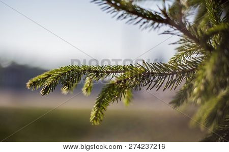 Beautiful Spruce Branch On A Neutral Background.