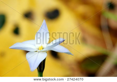 Spring Starflower (detail).