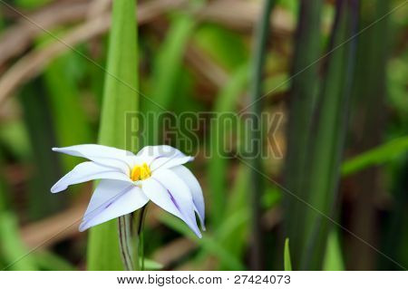 Spring Starflower (detail).