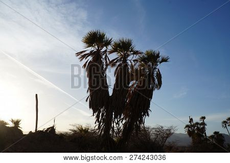 Doum Palms Silhouette In Sunset Twilight Time