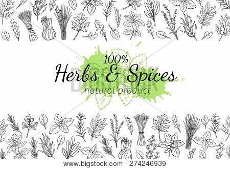 Culinary Herbs And Spice Layout Page. Bay Leaf, Lemongrass, Fennel, Dill, Cilantro And Chives. Thyme