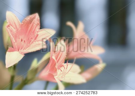 Pink Lilies On A Blue Background. Close-up, Selective Focus, Toned