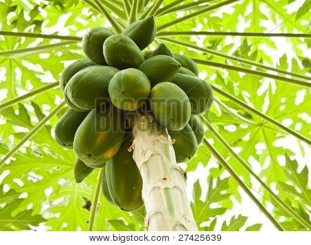 Papaya