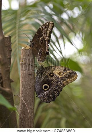 Blue Morpho Butterfly And Great Owl Butterfly At Rest On Tree Trunk