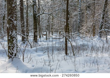Trees Snow Wrapped Blizzard After