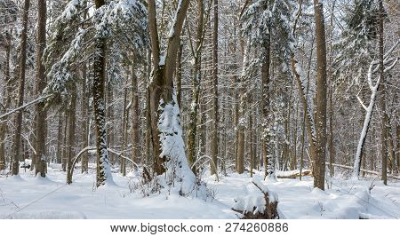 Trees Snow Wrapped Blizzard After