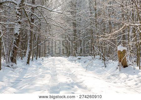 Forest Ground Road Snow Covered
