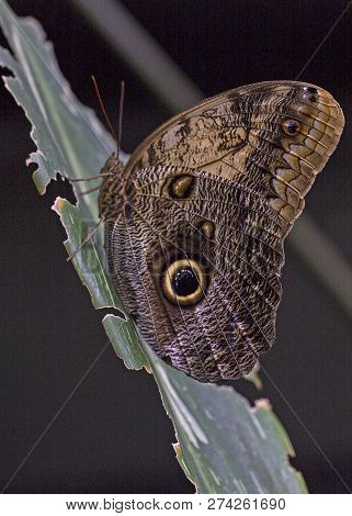 A Great Owl Butterfly At Rest Wings Closed On Leaf