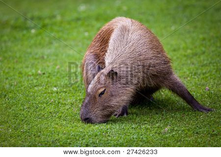 Capybara (Hydrochoerus hydrochaeris) græsning på frisk grønt græs