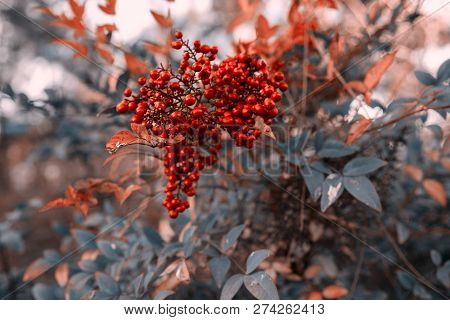 Red Fruit On Green  Shrub Aucuba Japonica In Winter Season