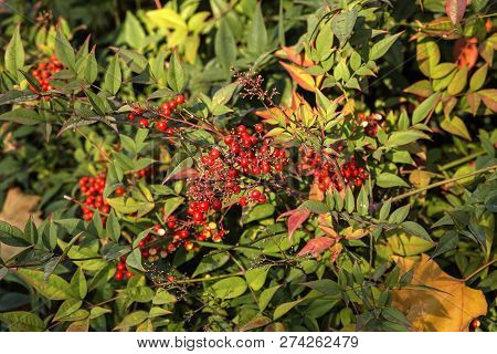 Red Fruit On Green  Shrub Aucuba Japonica In Winter Season