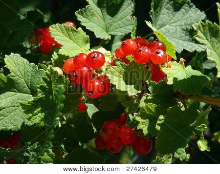 Redcurrant