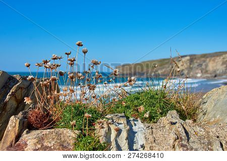 Plants In Front Of Trebarwith Strand Beach, North Cornwall