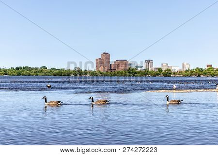 Horizontal Of Geese Swimming In The Ottawa River On A Beautiful Sunny Day