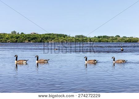 Horizontal Of Geese Swimming In The Ottawa River On A Beautiful Sunny Day
