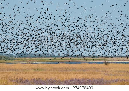 A Large Flock Of Starlings Against The Sky. Kherson Region, Ukraine.