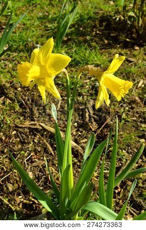 Daffodils Latin Name Narcissus February Gold Flowers