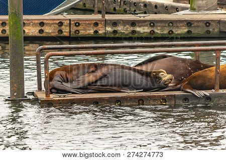 Sealion Lazy And Seepy On Other Large Sealions
