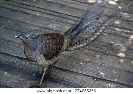 The Lyre Bird Is Walking On A Wooden Platform With His Feathers Being Displayed