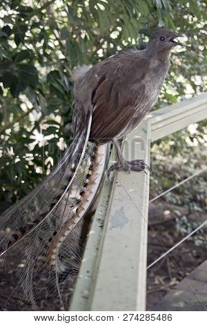 This Is A Side View Of A Lyre Bird On A Fence Singing A Song With His Long Tail Hanging Down