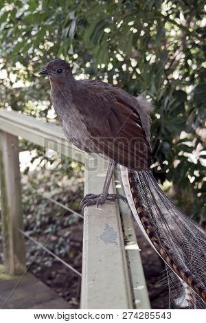 This Is A Side View Of A Lyre Bird On A Fence