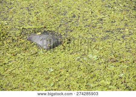 Manatee Eating Sea Grass At Blue Springs State Park
