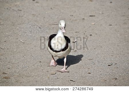 The Radjah Duck Is Walking On The Sand