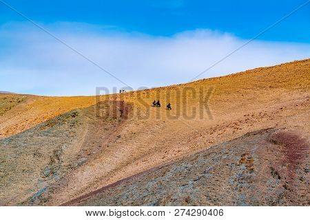 Mongolian Golden Egle Hunter In Traditional Clothing With Their Golden Eagle On Their Arm Riding Hor