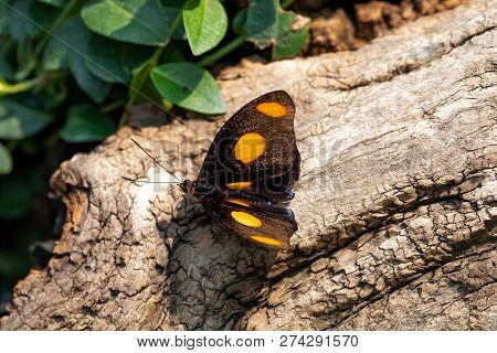 Catonephele Numilia Butterfly On Wood Stump In Forest.