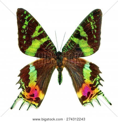 Butterfly Sunset Moth Urania Ripheus Madagascar Isolated On White Background. Multicolored Wings Of 