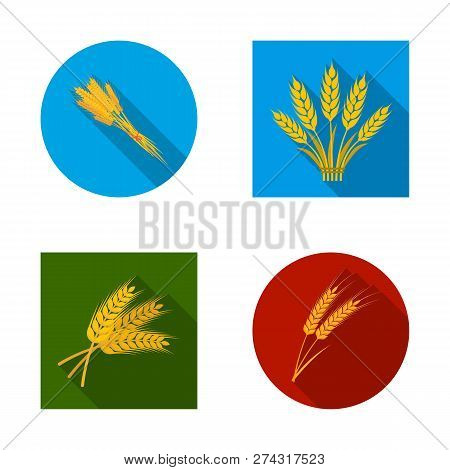 Isolated Object Of Wheat And Stalk Icon. Collection Of Wheat And Grain Stock Vector Illustration.