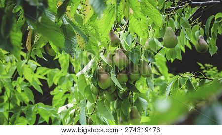 Pears On The Branch Is Beautiful And Tasty