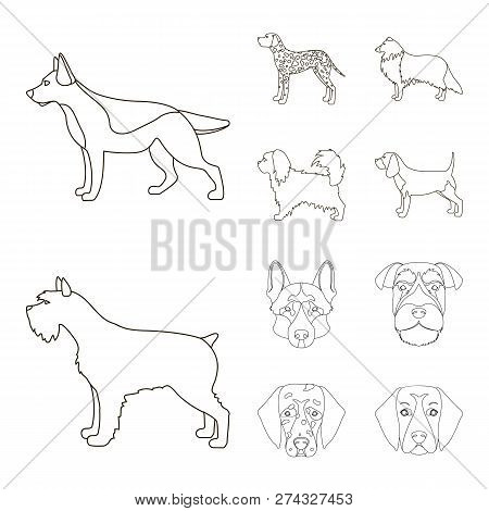 Vector Illustration Of Cute And Puppy Logo. Collection Of Cute And Animal Vector Icon For Stock.