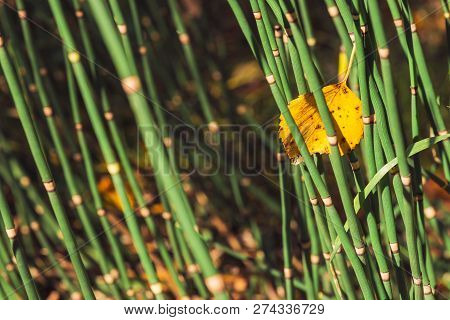 Fallen Yellowed Woody Leaf Was Stuck Between Horsetail Grass Blades. Autumn Leaf Of  Birch Close Up.