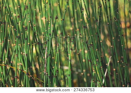 Horsetail Grass Grow In Sunlight. Jointed Stems Of Puzzletail Grass Close Up. Green Equisetum In Sun