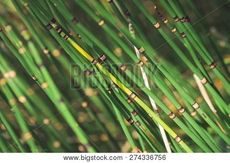 Horsetail Grass Grow In Sunlight. Jointed Stems Of Puzzletail Grass Close Up. Green Equisetum In Sun