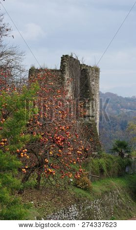 Ripe Fruits On Persimmon Trees In December, Arona, Italy