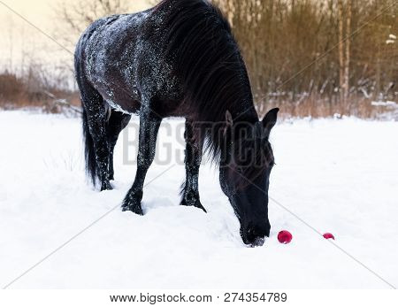 The Horse Is Eating A Red Apple In A Winter. The Black Mare Is Reaching A Forage From Snow.