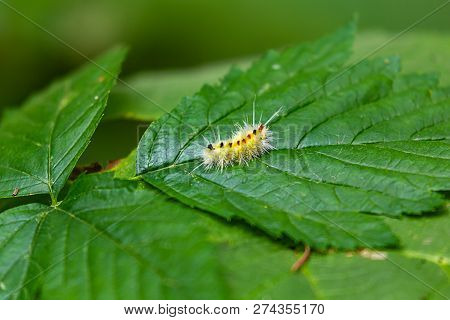 Fluffy Yellow Caterpillar With Colorful Spots On Its Back Walks Across Green Leaves