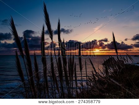 A Flock Of Geese Fly Through The Sunset Over Trinidad, California