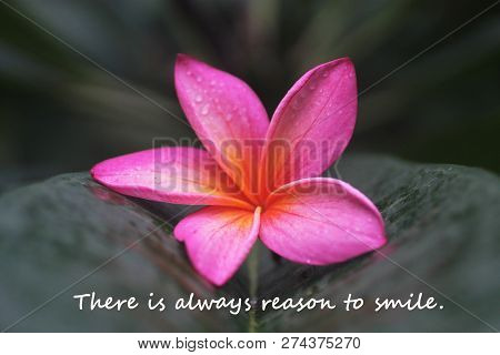 Inspirational Quote-there Is Always Reason To Smile. With Pink Single Frangible Flower Fall On A Its